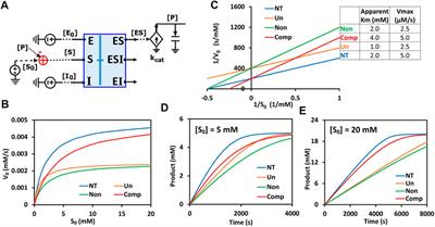 Rapid modeling of experimental molecular kinetics with simple electronic circuits instead of with complex differential equations